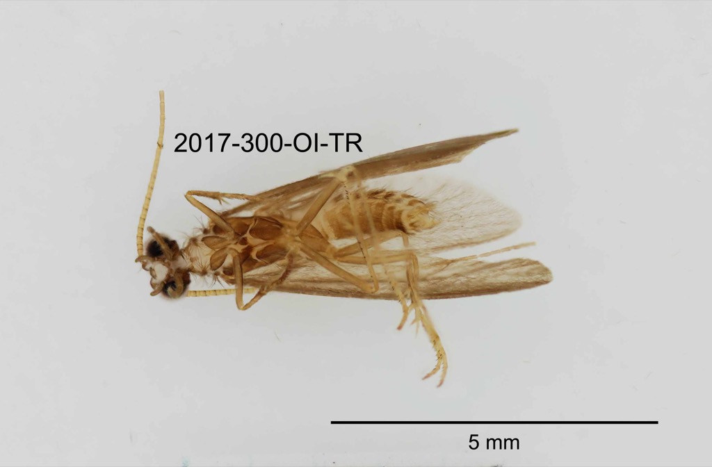 ventral