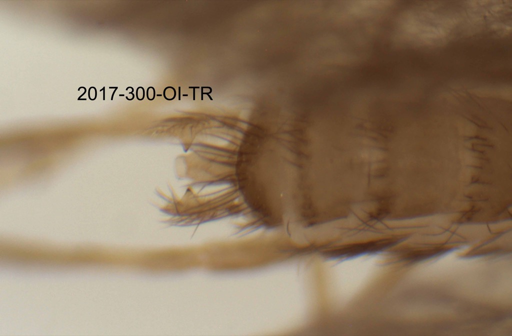 genitalia dorsal