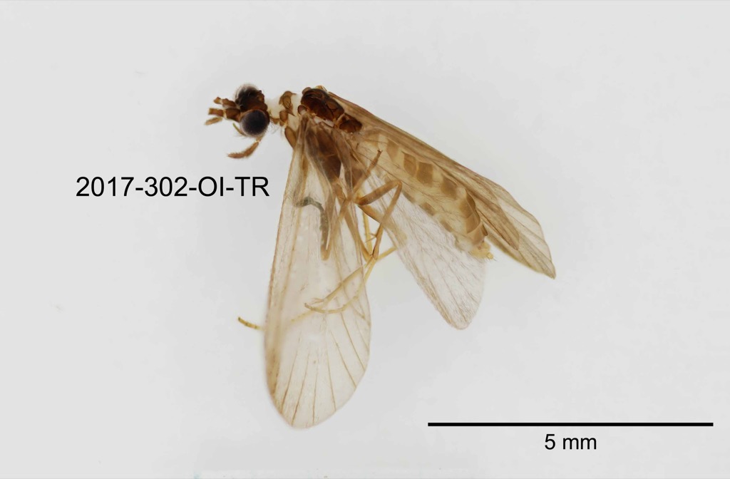lateral