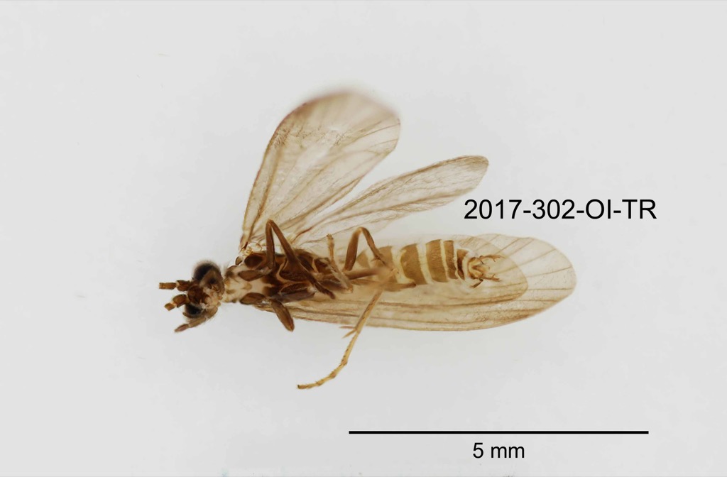 ventral