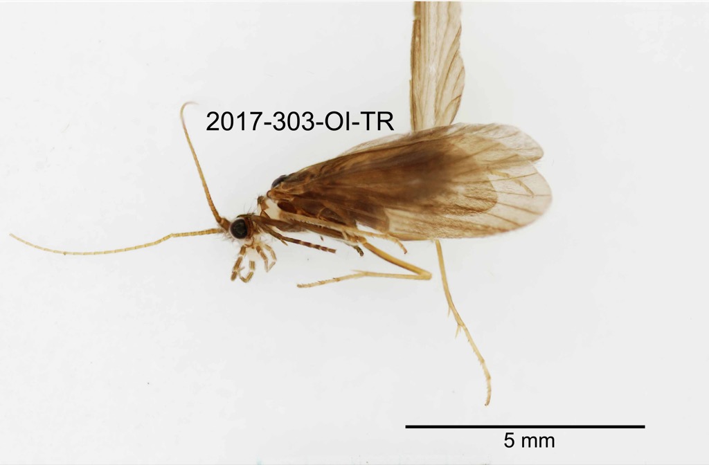 lateral