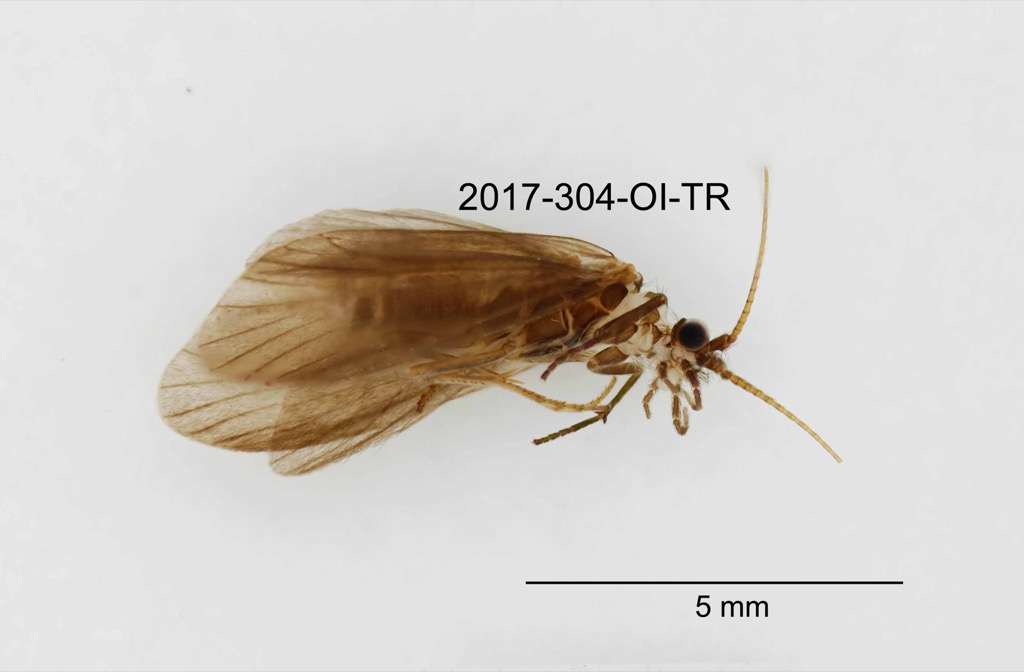 lateral