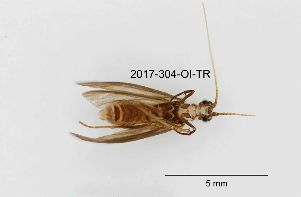 ventral