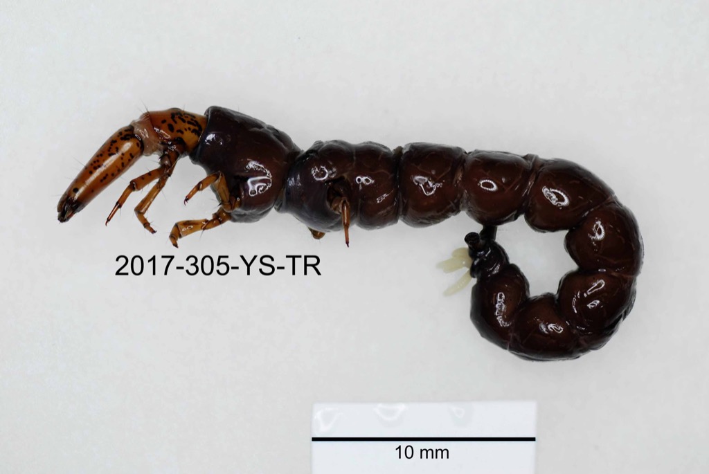 lateral