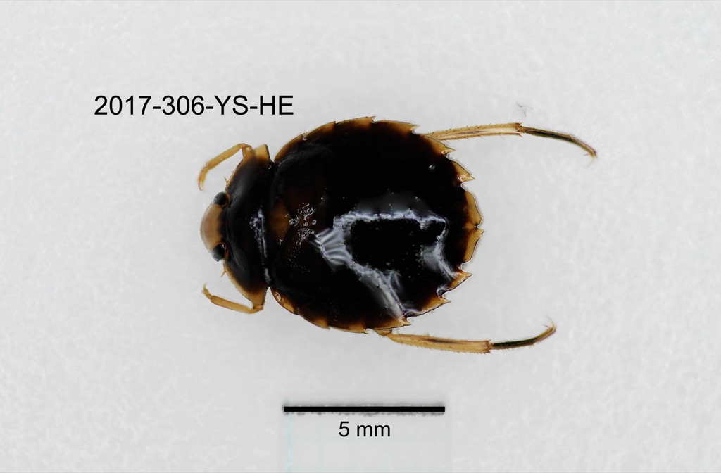 dorsal