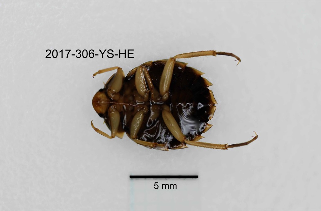 ventral