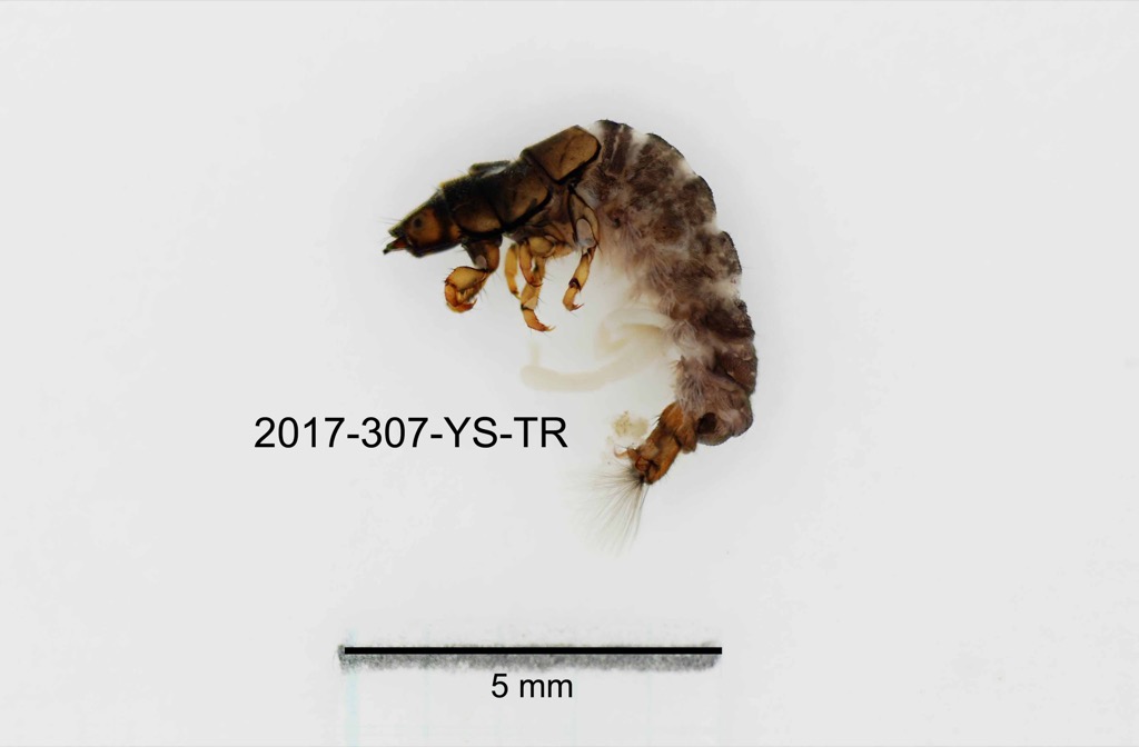 lateral