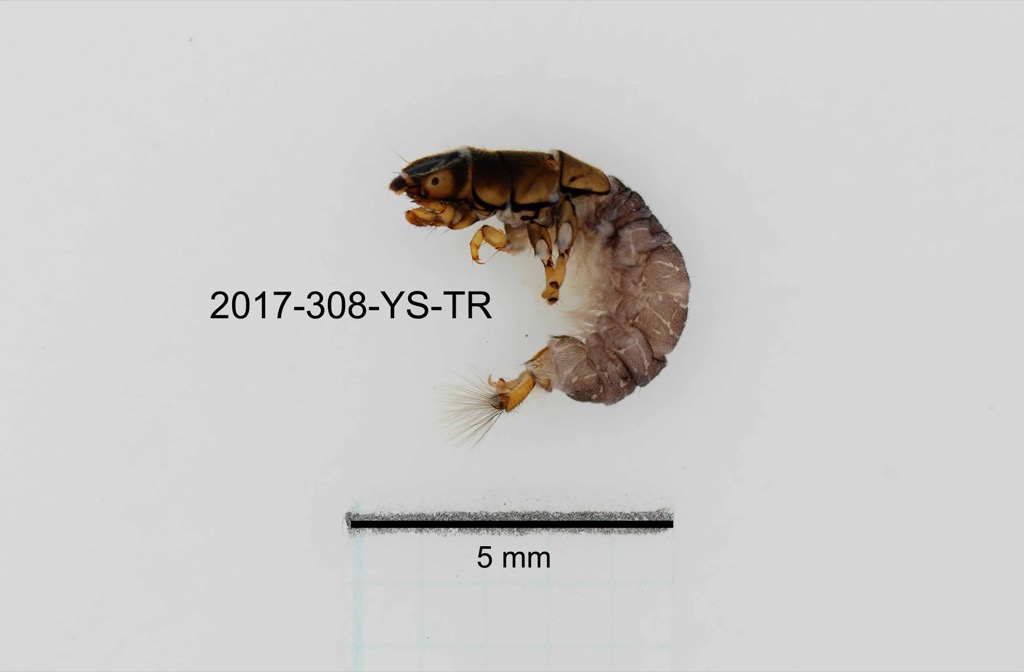 lateral
