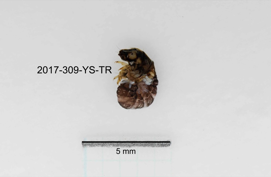 lateral