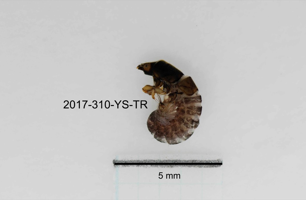 lateral