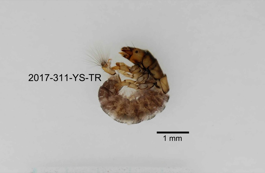 lateral