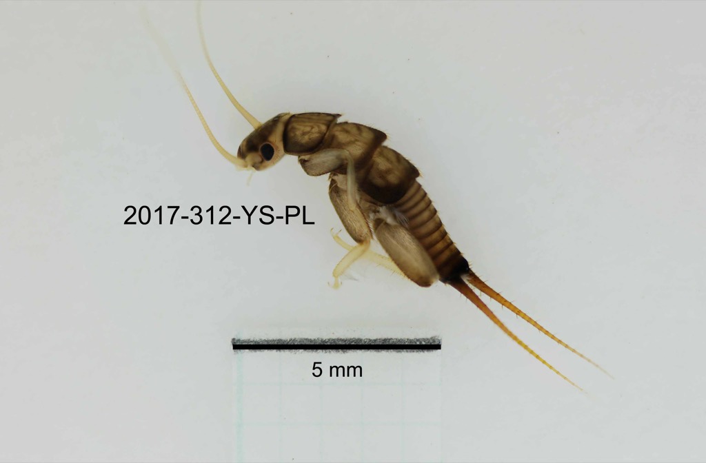 lateral