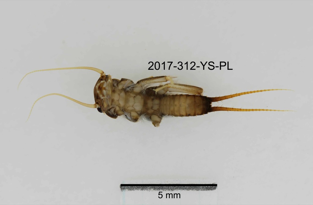 ventral