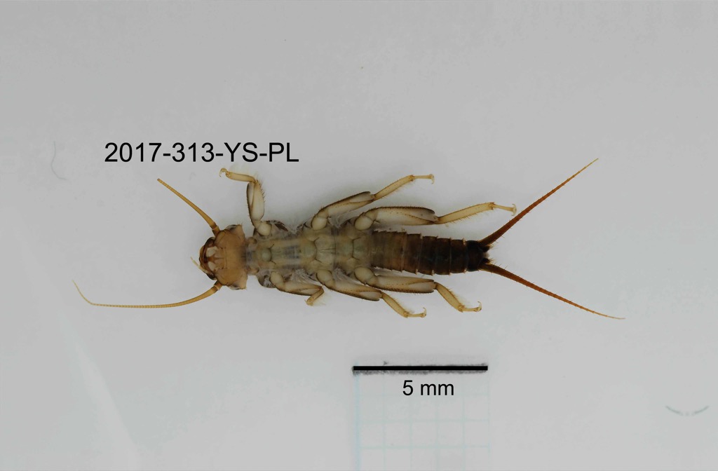 ventral