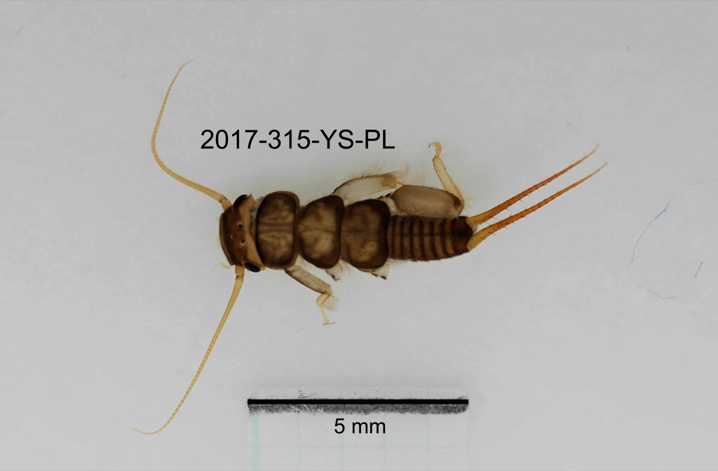 dorsal