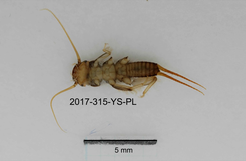 ventral