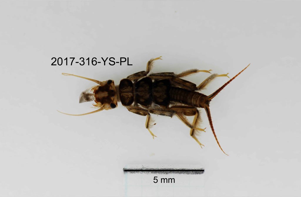 dorsal