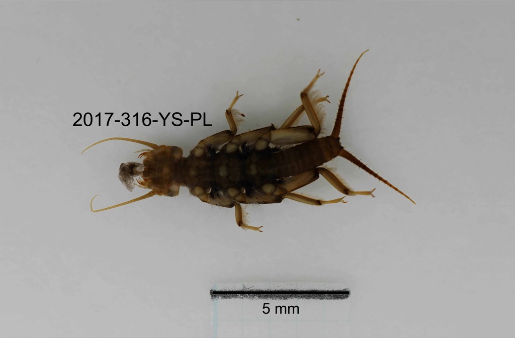 ventral