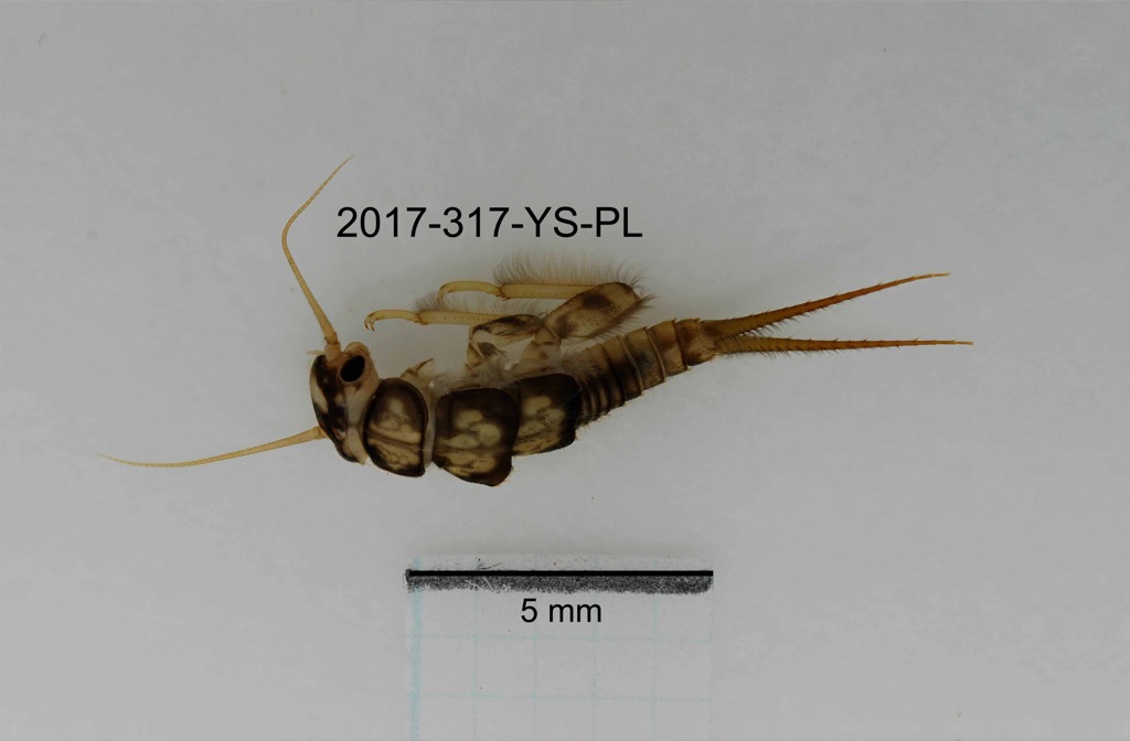 lateral