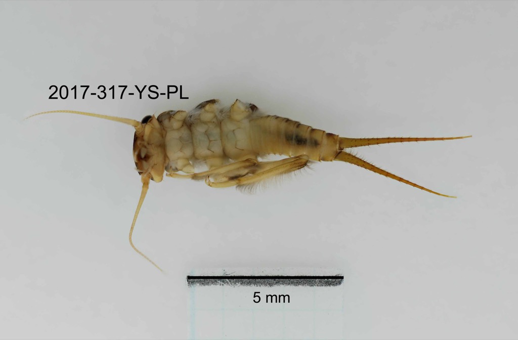 ventral