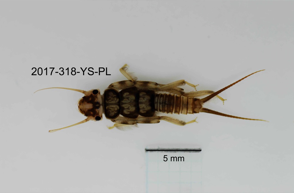dorsal