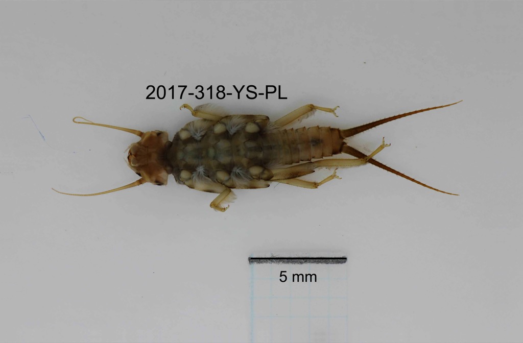 ventral