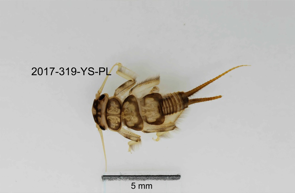 dorsal
