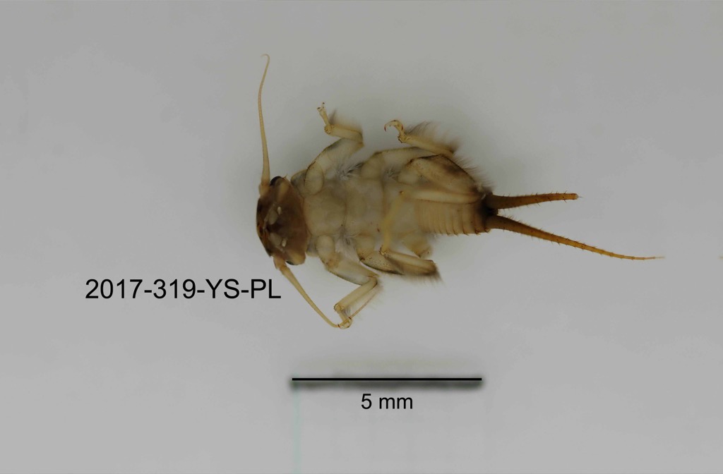 ventral