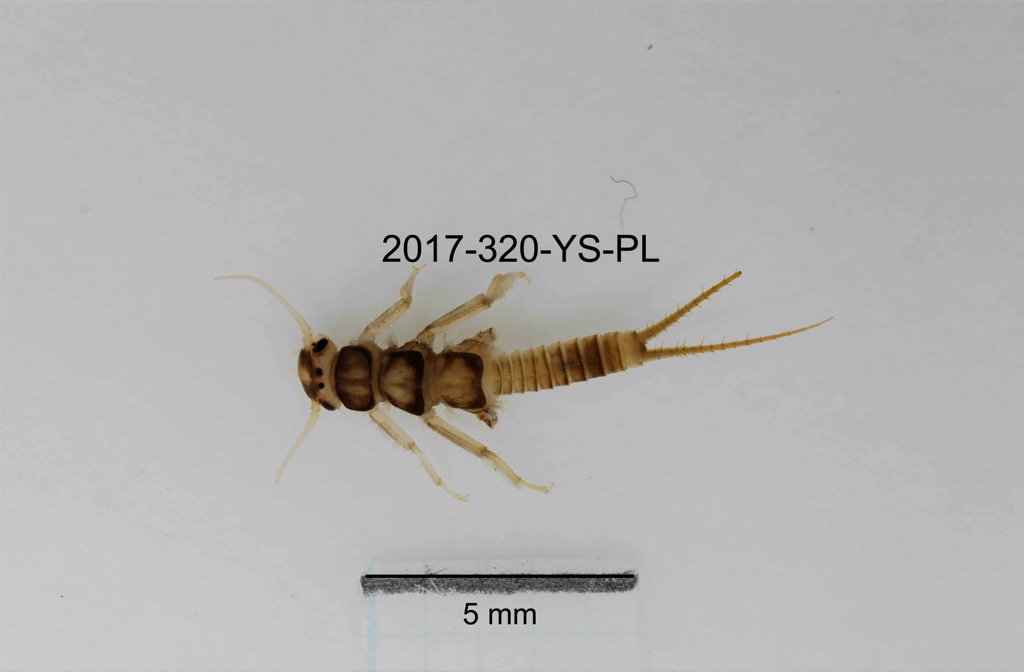 dorsal