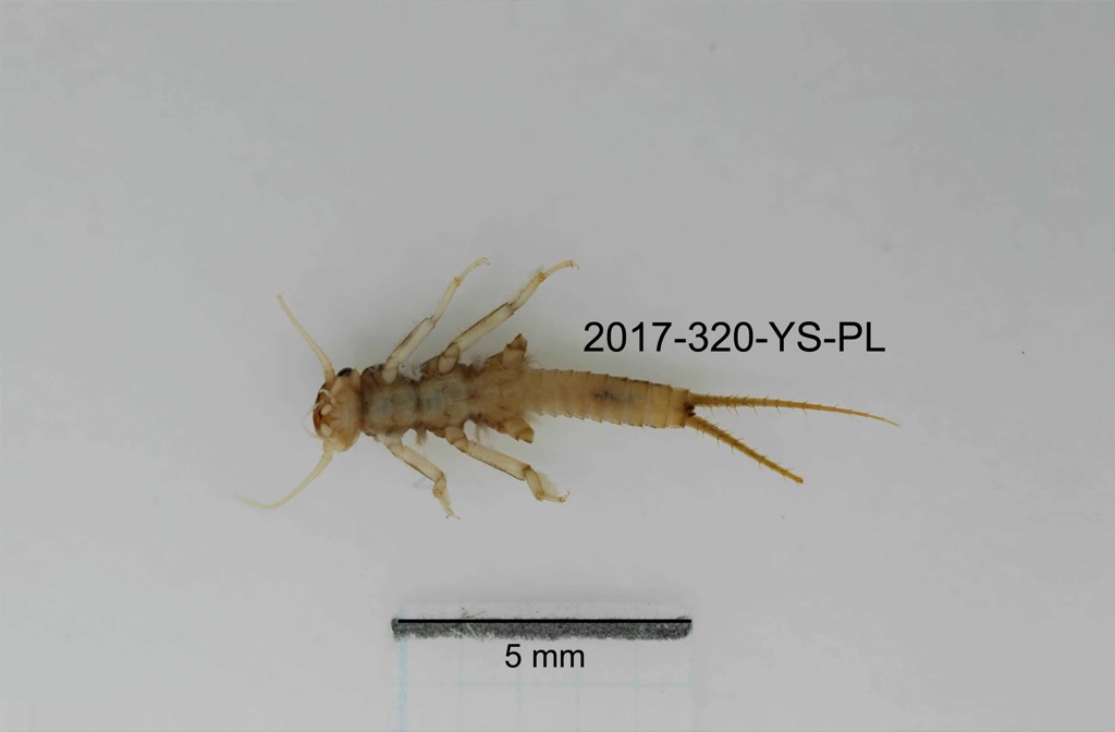 ventral