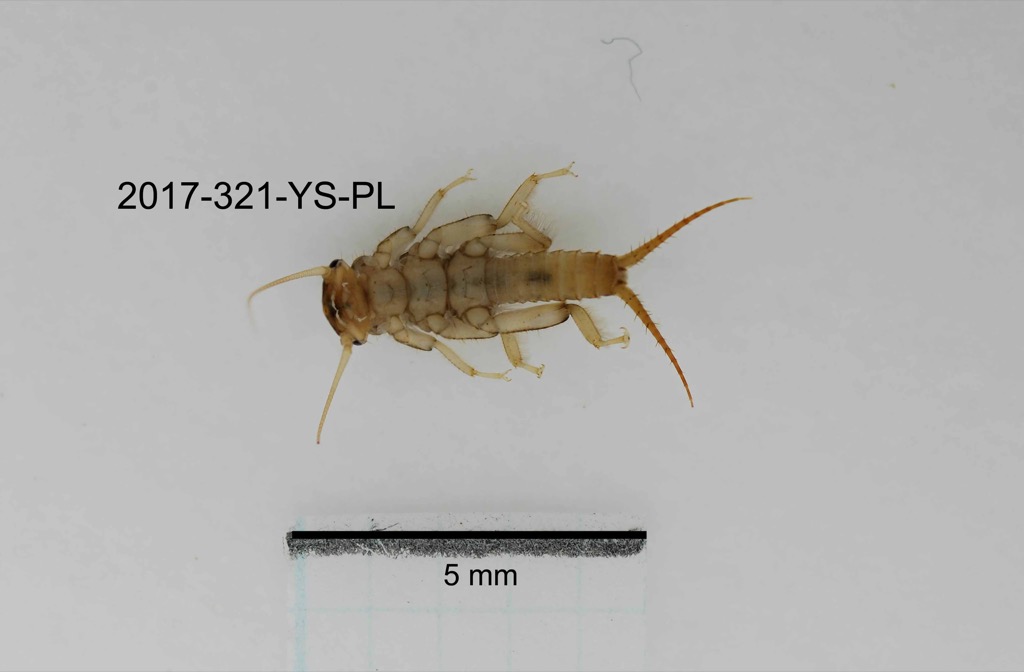 ventral