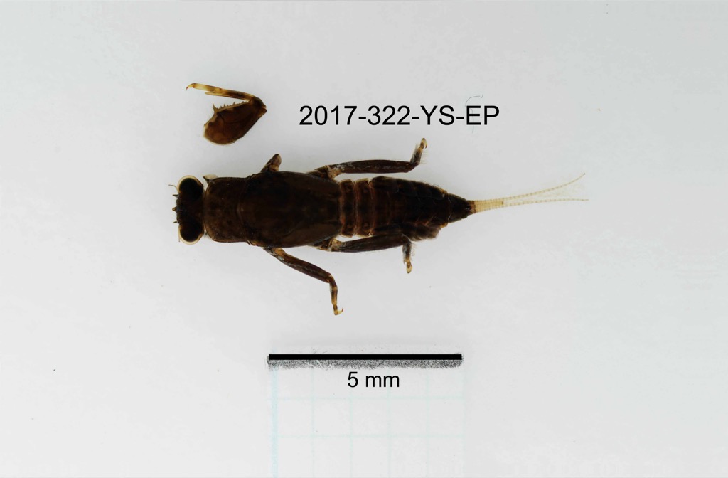 dorsal