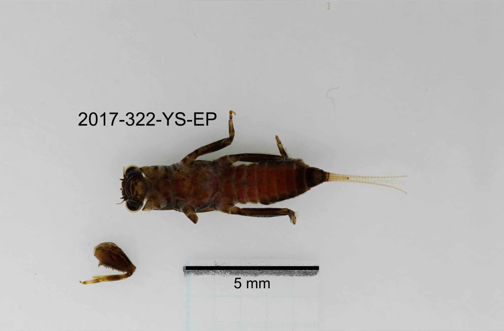 ventral