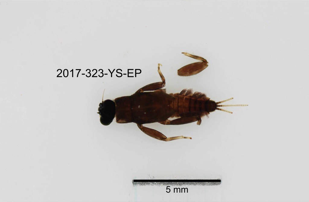 dorsal