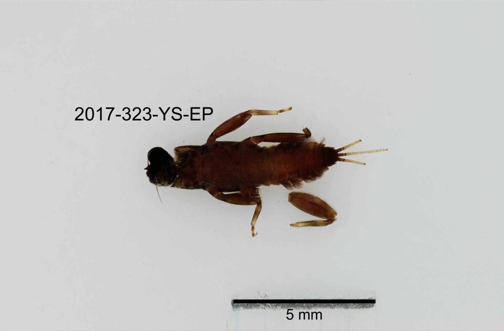 ventral