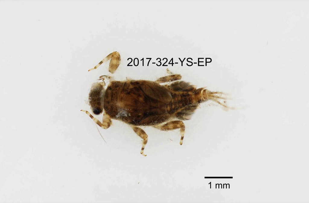 dorsal
