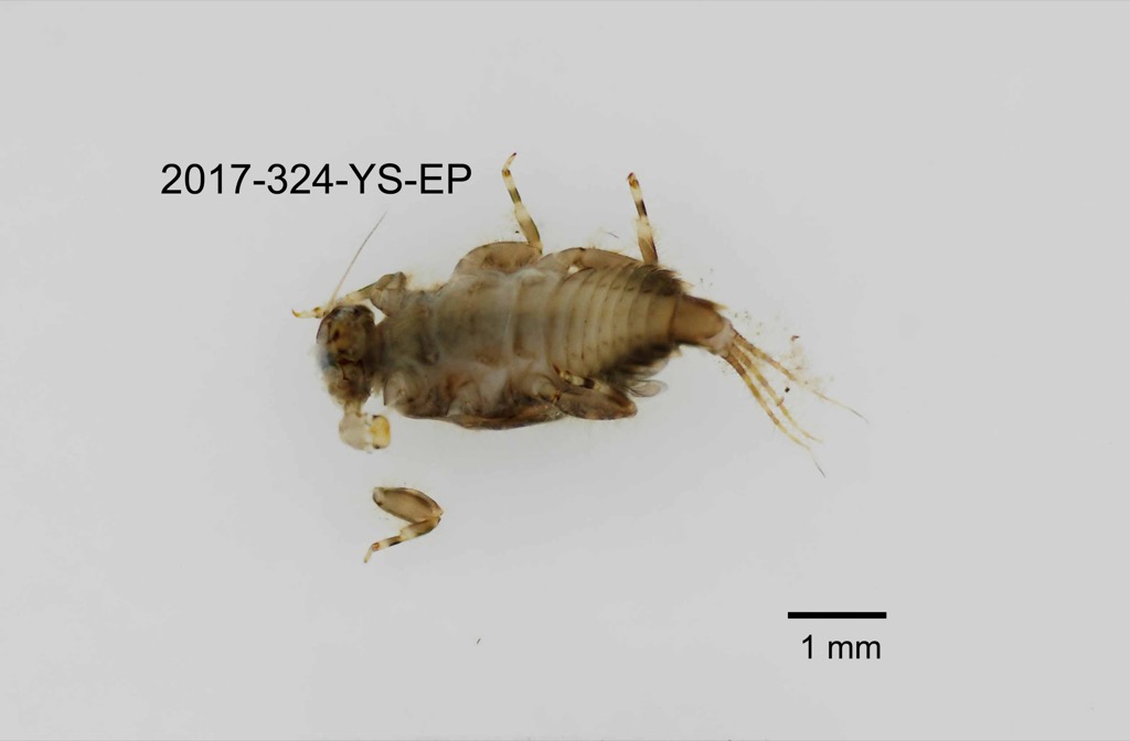 ventral