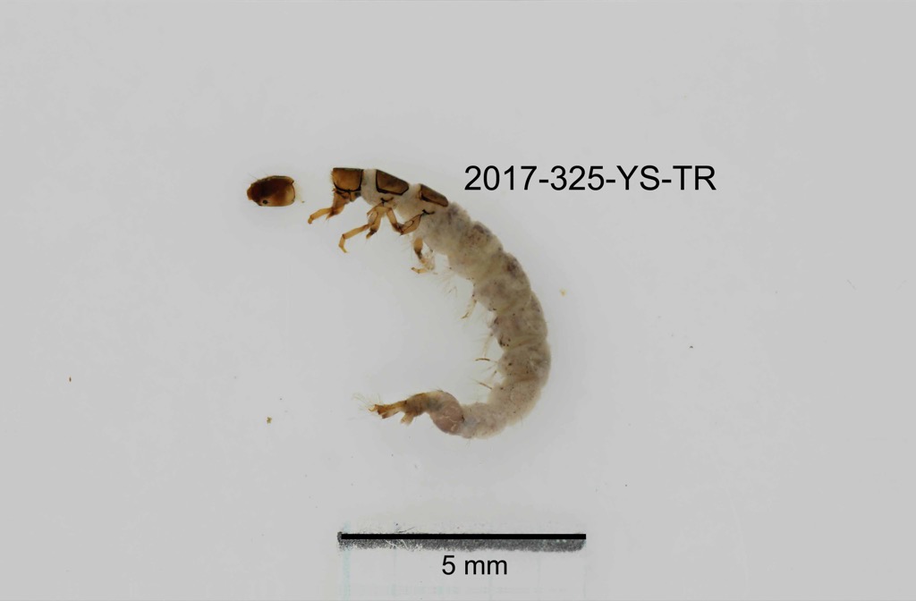 lateral