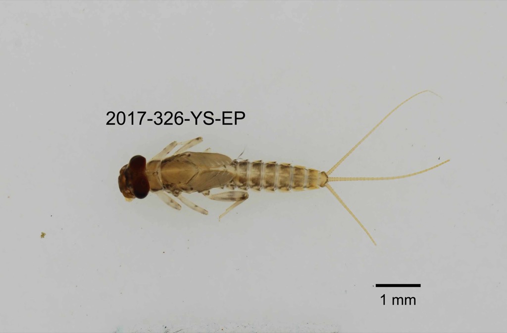 dorsal