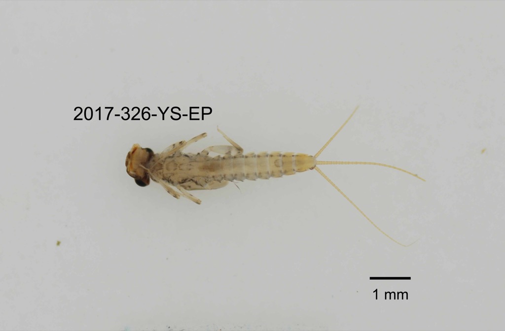ventral