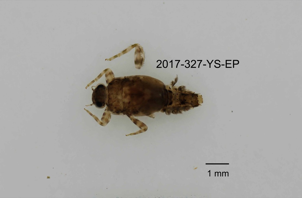 dorsal