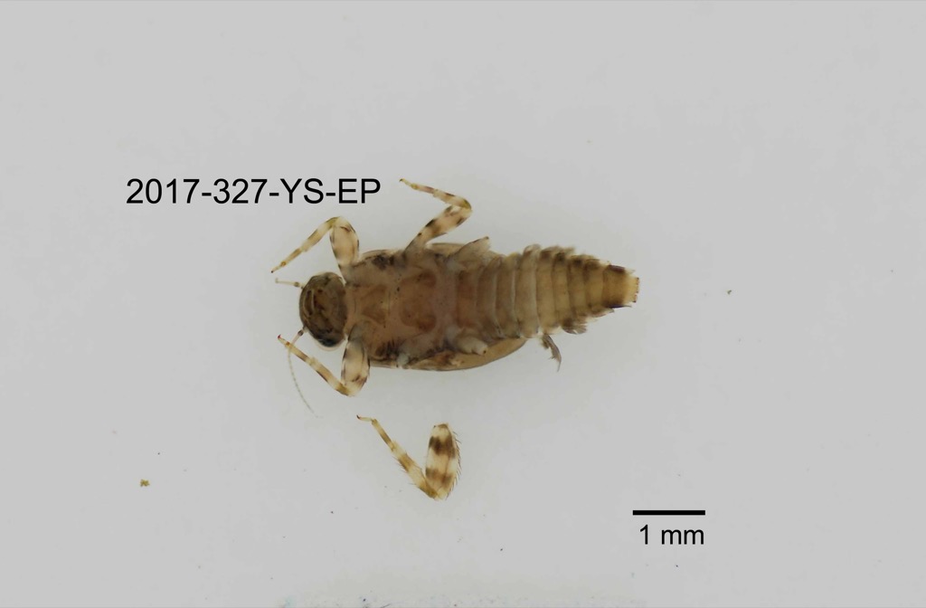 ventral