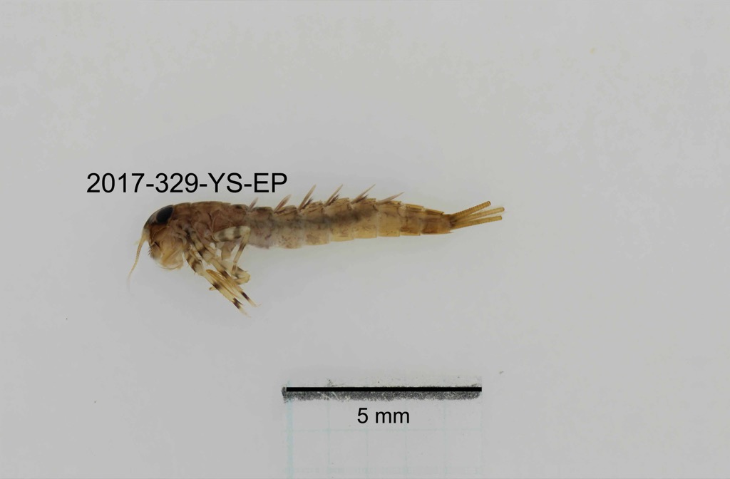 lateral