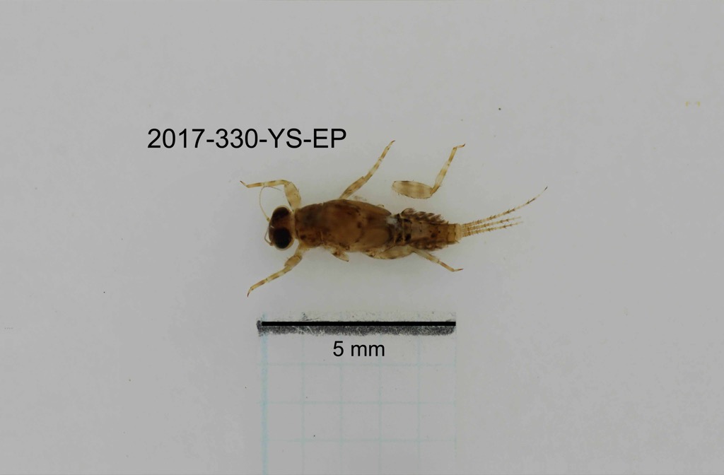 dorsal