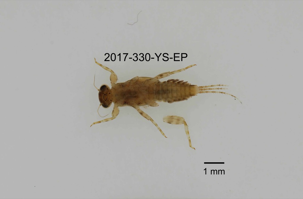 ventral