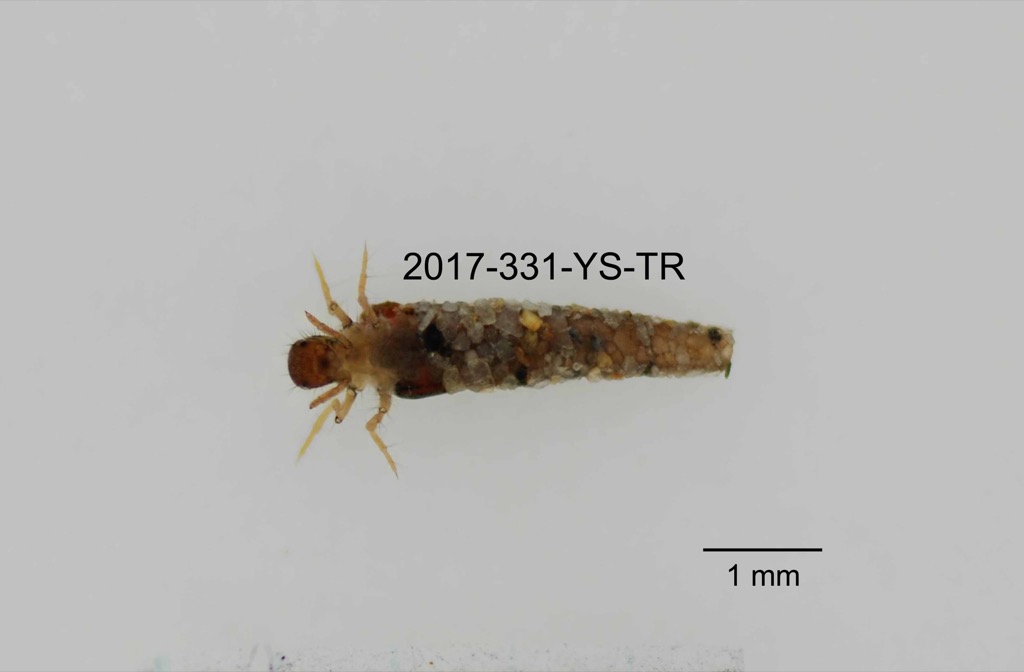 ventral