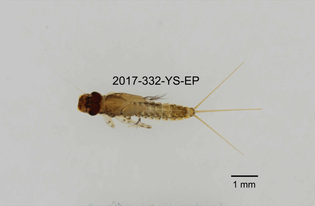 dorsal