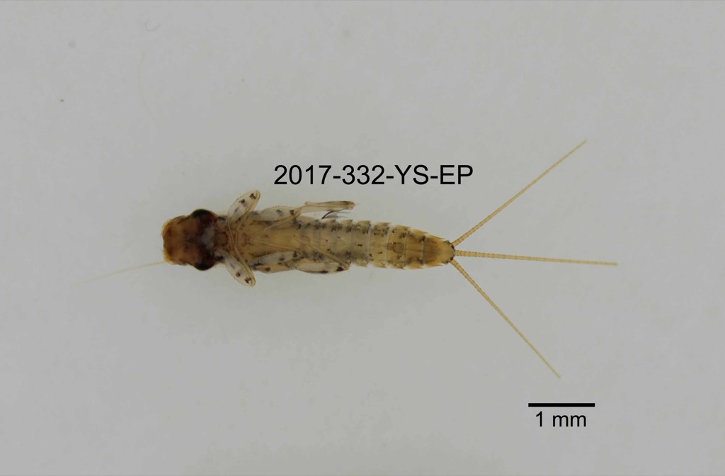 ventral
