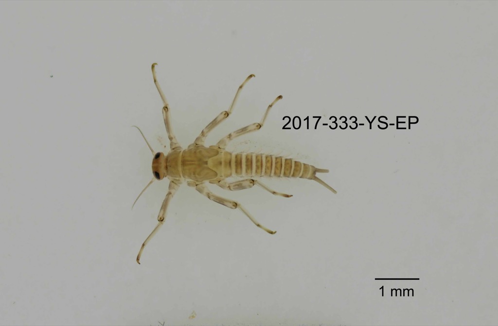dorsal