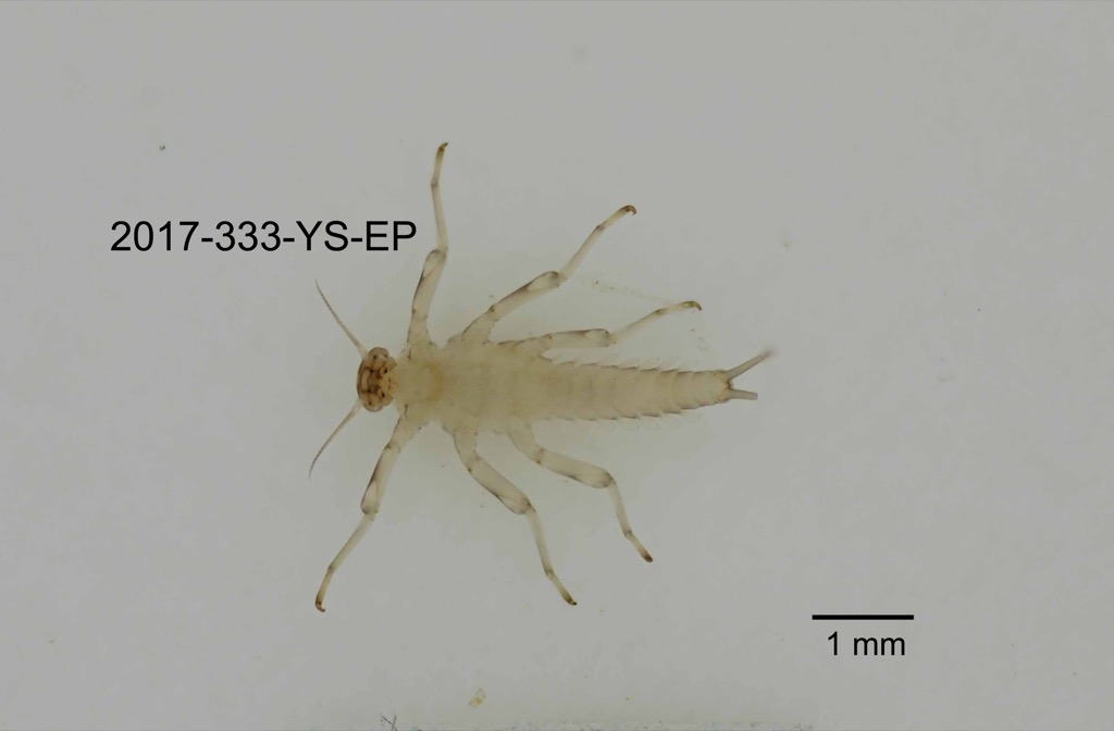 ventral